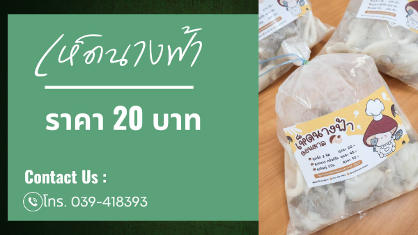 เห็ดนางฟ้าโรงเรียนวัดดอนตาล